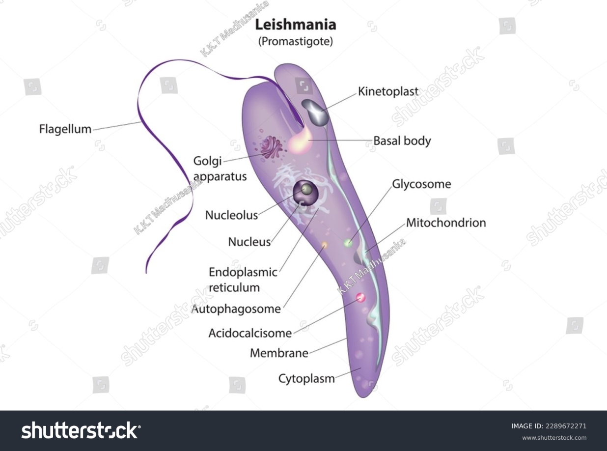 الوصف: 74 Promastigote Images, Stock Photos & Vectors | Shutterstock