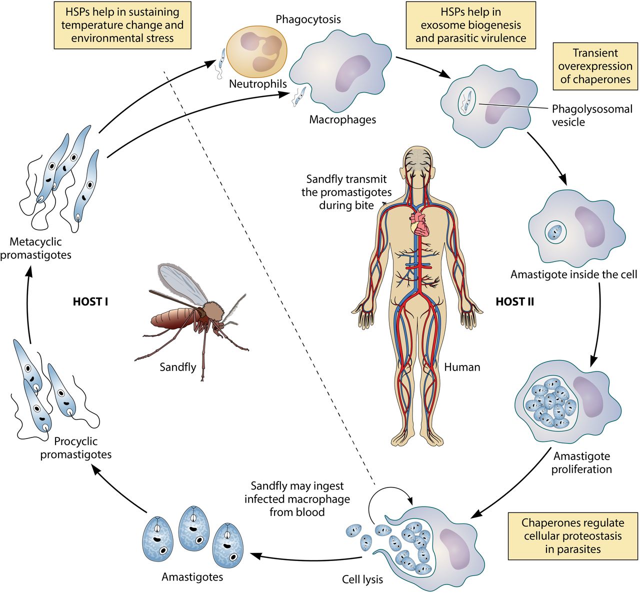 الوصف: Heat Shock Proteins as the Druggable Targets in Leishmaniasis: Promises and  Perils | Infection and Immunity