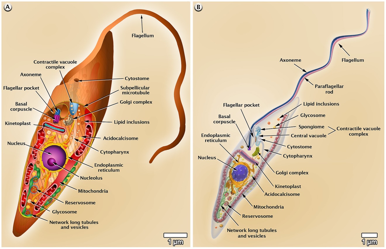 الوصف: Schematic representations of T. cruzi epimastigote organelles.