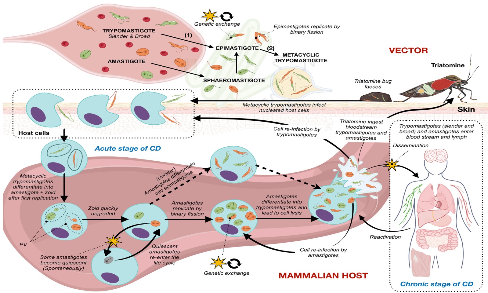 الوصف: An Updated View of the Trypanosoma cruzi Life Cycle: Intervention Points  for an Effective Treatment | ACS Infectious Diseases