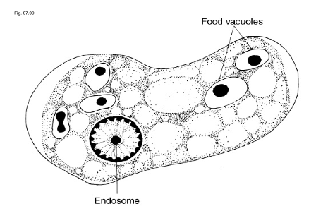 الوصف: Entamoeba gingivalis Flashcards | Quizlet