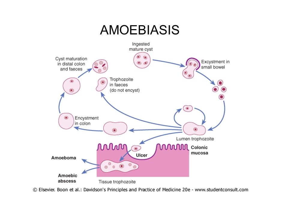 الوصف: AMOEBIASIS. - ppt video online download