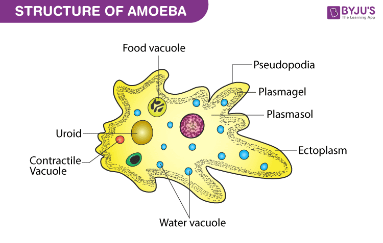 الوصف: Amoeba - Structure and Classification of Amoeba