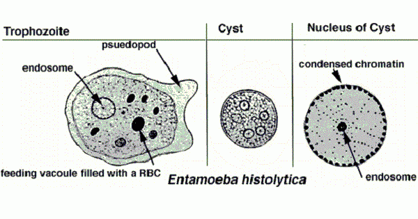 الوصف: Entamoeba Histolytica: Diagnosis and Treatment - www.medicoapps.org